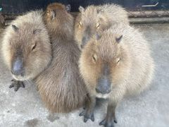 -西霞口神雕山野生动物世界