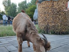 -北京鹿世界主题园