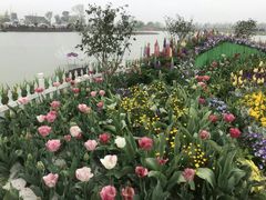 -荷兰花海
