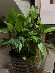 -香秀空间科技抗衰·美容中心