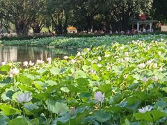 -荔湾湖公园