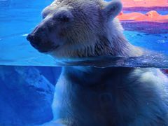 -上海海昌海洋公园-冰山北极馆