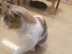 -喵八撸猫馆