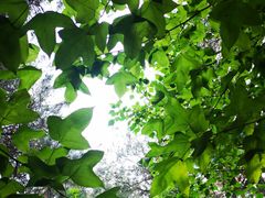 -铁山坪森林公园