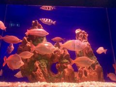 -乌鲁木齐海洋馆