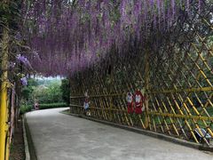 -天适樱花悠乐园