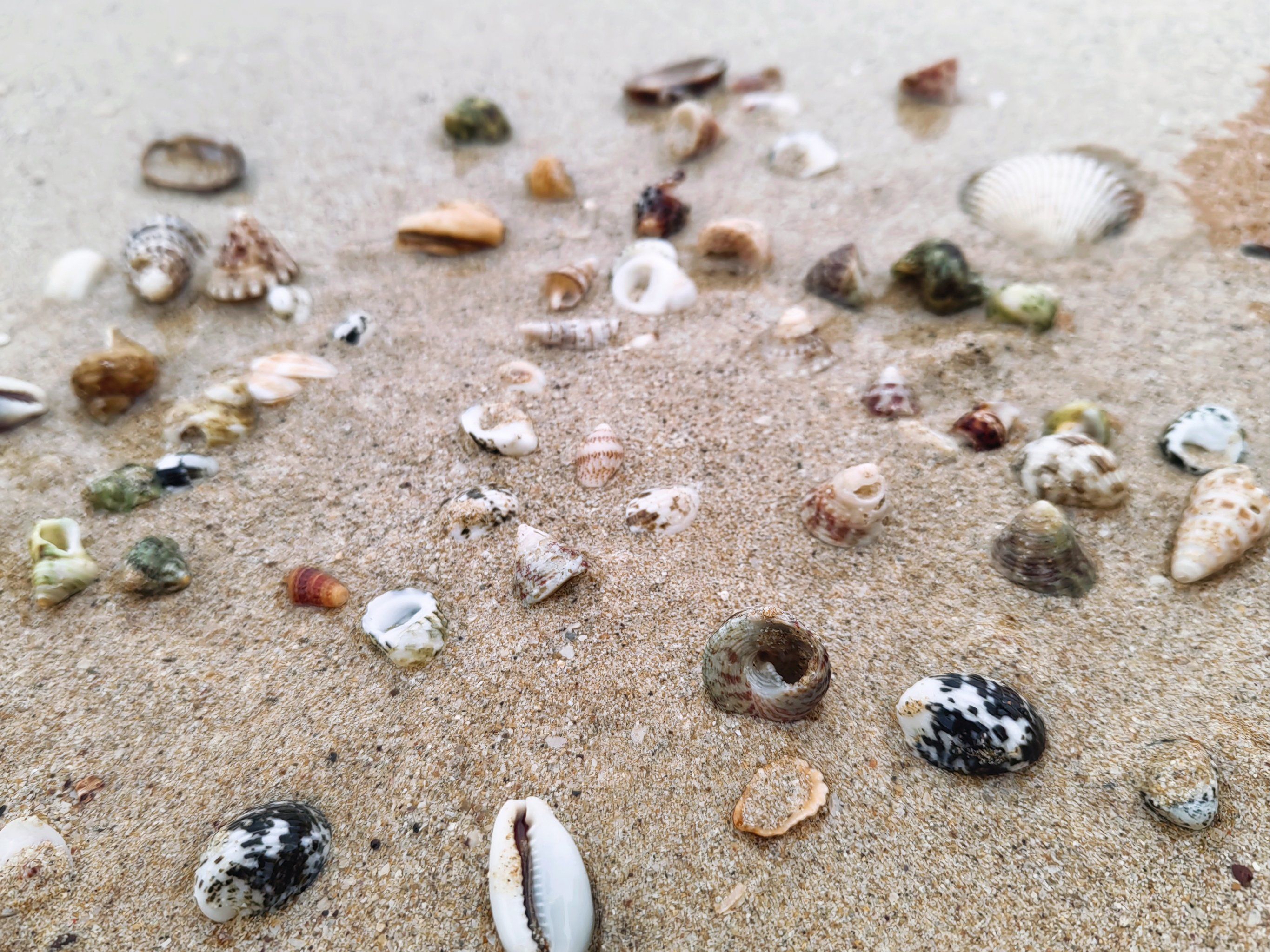 沙滩上的贝壳记忆