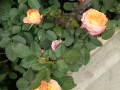 -龙大花卉苗木市场