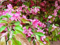 -元大都城垣遗址公园