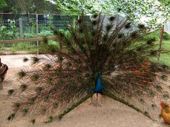 -前小桔亲子创意农场·草莓采摘·露营烧烤