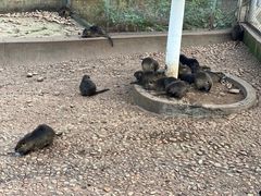 -西霞口神雕山野生动物世界