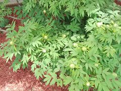 -洛阳市隋唐城遗址植物园