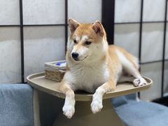 -逗柴咖啡屋·狗咖猫咖宠物桌游