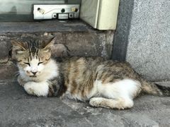 -金龙咖喱