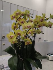 -YESIDO椰岛造型烫发染发