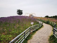 -大塘金香草谷