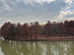 -上海海湾国家森林公园