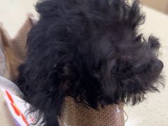 -天宠宠物医院24小时·急重症诊疗中心·全科·腔镜特色(和平分院)