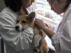 -申普宠物医院·心脏介入·心血管微创(总院)
