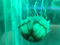 水母-重庆科技馆