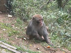 -苏州上方山国家森林公园