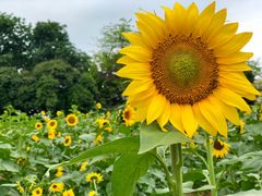 -松山湖梦幻百花洲