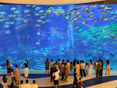 -亚特兰蒂斯-番红花海鲜自助餐厅·鲜活海鲜·小火锅