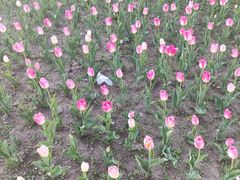 -长春公园(普阳街道)