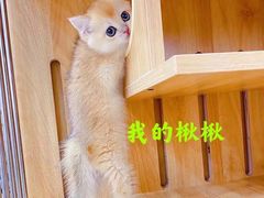 -Bastet sally猫舍购宠(静安店)