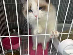 -翊宠yipet猫狗购宠庄园犬舍•猫舍