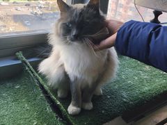 -Cappucimeow猫咪咖啡馆(韦伯时代店)
