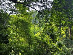 -西双版纳原始森林公园