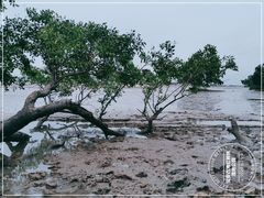 -宝安西湾红树林湿地公园