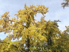 -三里屯东五街银杏大道