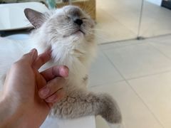 -怪兽屋·羊驼·猫咖·狗咖(俊华广场店)