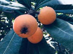 -塘栖枇杷特色园区