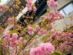 -嘉定紫藤园
