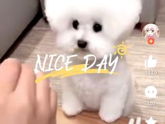 -翊宠yipet猫狗购宠庄园犬舍•猫舍