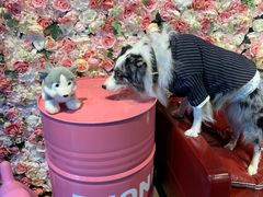 -百好乐宠物友好餐厅(朝外大街店)