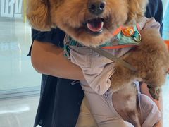 -帕帕拉兹宠物(亚洲旗舰店)