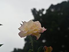 -人民公园(罗湖区)