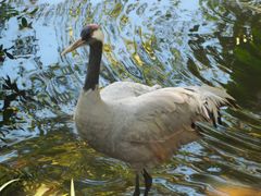 -泉州海丝野生动物世界