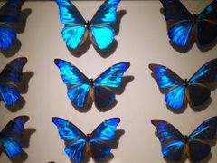 -上海昆虫博物馆