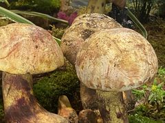 -福照楼汽锅鸡·云南菜(护国路店)