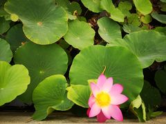 -天津东丽湖风景区