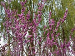 -桃花堤公园