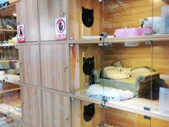 -喵百万·布偶·蓝金金渐层英短·猫舍(百子湾店)