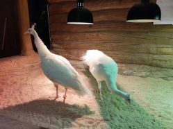 -Zoolung Zoolung动物主题公园(海信广场店)