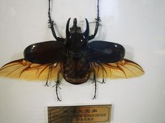-上海昆虫博物馆