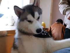 -Husky Go! 哈士奇体验馆·宠物咖啡厅狗咖